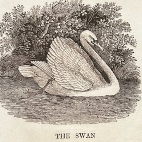 NWT Vintage Swan Print Art Nursery Decor Bird Etching Farmhouse Cottagecore - Picture 5 of 10